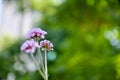 Pink flowers on blurry green background