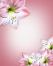 Pink flowers Border Amaryllis