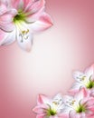 Pink flowers Border Amaryllis Royalty Free Stock Photo