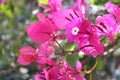 pink flowers of bougainvillea close up on a background of greenery Royalty Free Stock Photo