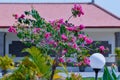 Pink Flowers Of Bougainvillea Ornamental Potted Plant In The Garden In Front Of Office Building Royalty Free Stock Photo