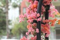 Pink flowers bougainvillea soft blurred.