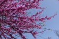 Pink flowers on braches of cercis against the sky