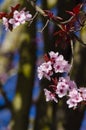 pink flowers on the branch of a tree, out of focus background with blue sky, spring concept Royalty Free Stock Photo