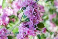 Pink flowers on branches of apple tree