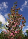 Pink flowers on the branches of Hawthorn Royalty Free Stock Photo