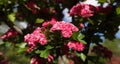 Pink flowers on the branches of Hawthorn Royalty Free Stock Photo