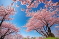 Beautiful branches of pink Sakura flowers of cherry blossoms in spring against the blue sky. Natural background Royalty Free Stock Photo