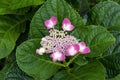 Pink flowers and buds of a hydrangea macrophylla Royalty Free Stock Photo