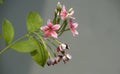 Flowers and buds of Combretum Indicum Royalty Free Stock Photo