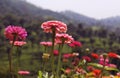 Pink flowers and buds