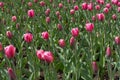 Pink flowers and buds of tulips in april Royalty Free Stock Photo