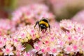 Pink flowers and bumblebee.