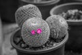 Pink flowers on cactus