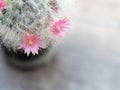 Pink flowers from cactus. Royalty Free Stock Photo