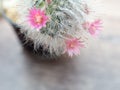 Pink flowers from cactus that have white hair like the hair of cat Royalty Free Stock Photo