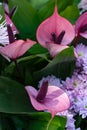 Pink flowers called calla lilies.