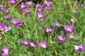 Pink flowers callirhoe involucrata Callirhoe coverlet in the garden