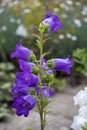 Ampanula medium, common name Canterbury Bells, also known as the bell flower Royalty Free Stock Photo