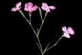 Pink flowers of carnation, lat. Dianthus deltoides, isolated on black background Royalty Free Stock Photo