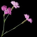Pink flowers of carnation, lat. Dianthus deltoides, isolated on black background Royalty Free Stock Photo