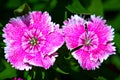 Pink flowers