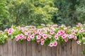 Pink flowers, Catharanthus roseus, Vinca. Royalty Free Stock Photo