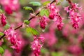 Pink Flowers with Centre Water Droplet