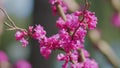 Pink Flowers Of Cercis Siliquastrum. Branches Cercis Siliquastrum Or Juda Tree With Lush Pink Flowers. Close up.