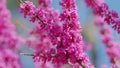 Pink Flowers Of Cercis Siliquastrum. Branches Cercis Siliquastrum Or Juda Tree With Lush Pink Flowers. Close up.