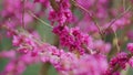 Pink Flowers Of Cercis Siliquastrum. Branches Cercis Siliquastrum Or Juda Tree With Lush Pink Flowers. Close up.