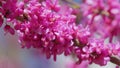 Pink Flowers Of Cercis Siliquastrum. Branches Cercis Siliquastrum Or Juda Tree With Lush Pink Flowers. Close up.
