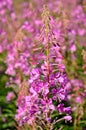 Pink flowers Chamerion angustifolium Royalty Free Stock Photo
