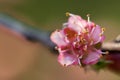 CloseUp of a cherry blossom pink flowers