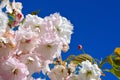 Pink flowers of cherry blossom against bright blue sky. Concept of spring time and full bloom. Royalty Free Stock Photo