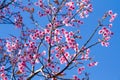 Pink flowers cherry blossom or sakura flower with with blue sky Royalty Free Stock Photo