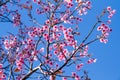 Pink flowers cherry blossom or sakura flower with with blue sky Royalty Free Stock Photo