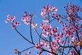 Pink flowers cherry blossom or sakura flower with with blue sky Royalty Free Stock Photo