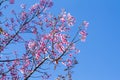 Pink flowers cherry blossom or sakura flower with with blue sky Royalty Free Stock Photo