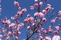 Pink Flowers of Cherry Plum tree, japan flower, Beauty concept, Japanese Spa concept Royalty Free Stock Photo