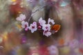 pink flowers on a cherry tree in spring in the warm rays of the sun