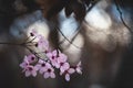 pink flowers on a cherry tree in spring in the warm rays of the sun