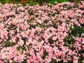 Pink flowers in Chiang Rai Royalty Free Stock Photo