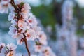 Pink flowers of chinese cherry close-up. spring mood, evening lighting Royalty Free Stock Photo