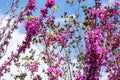 Pink flowers on Chinese Redbud tree, blooming branches on clear spring