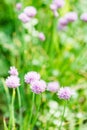 Pink flowers of chives herb on green summer lawn Royalty Free Stock Photo