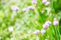 Pink flowers of chives herb on green summer meadow Royalty Free Stock Photo