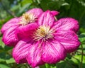 Pink flowers clematis close-up on a background of green foliage