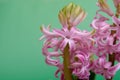 Pink flowers close up arranged on a soft green background Royalty Free Stock Photo