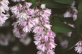 Pink flowers close up of deutizia blooming bush, Spring time.Natural background. Selective focus. Mothers day greeting card